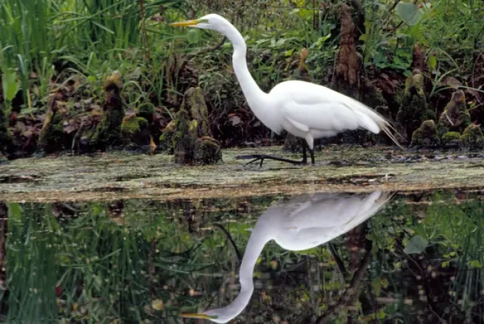 Framed Print : N. A. USA, South Carolina, Charleston. Magnolia Plantation & Gardens. White egret Framed Print : N. A. USA, South Carolina, Charleston. Magnolia Plantation & Gardens. White egret