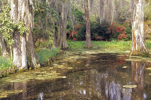 N. A. USA, South Carolina, Charleston. Magnolia Plantation & Gardens. Lake & cypress