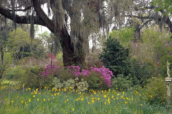 N. A. USA, South Carolina, Charleston. Magnolia Plantation & Gardens. Flowers under