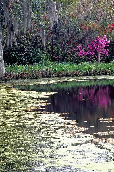 N. A. USA, South Carolina, Charleston. Magnolia Plantation & Gardens. Lake, cypress