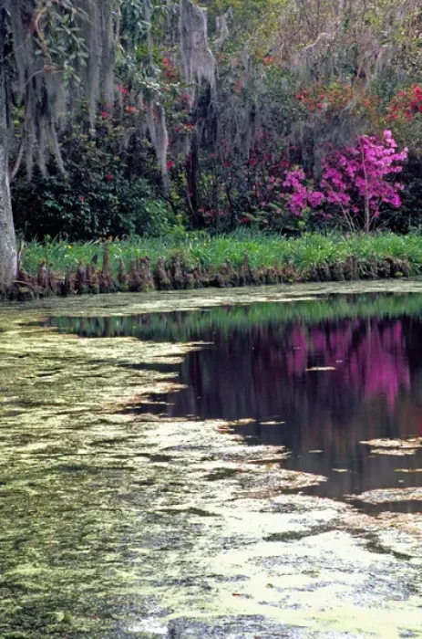 Framed Print : N. A. USA, South Carolina, Charleston. Magnolia Plantation & Gardens. Lake, cypress Framed Print : N. A. USA, South Carolina, Charleston. Magnolia Plantation & Gardens. Lake, cypress