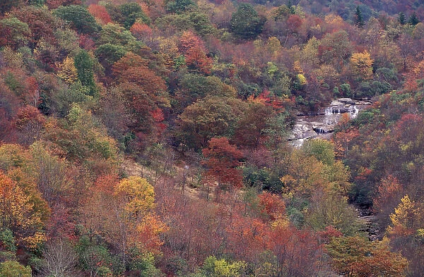 N. A. USA, Tennessee. Great Smokey Mountains National Park. Autumn color in the Smokey