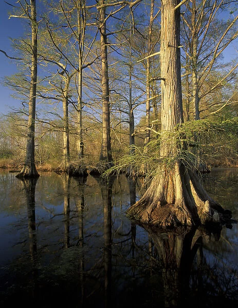 N. A. USA, Tennessee. Reelfoot National Wildlife Refuge. Baldcypress trees at sunset