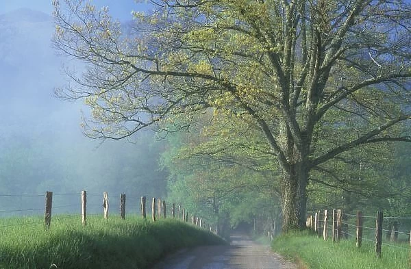 N. A. USA, Tennessee, Smokey Mts. National Park, Foggy road with oak tree