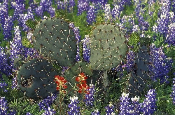 N. A. USA, Texas, Cactus surrounded by Bluebonnets