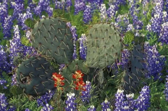 Framed Print : N. A. USA, Texas, Cactus surrounded by Bluebonnets Framed Print : N. A. USA, Texas, Cactus surrounded by Bluebonnets