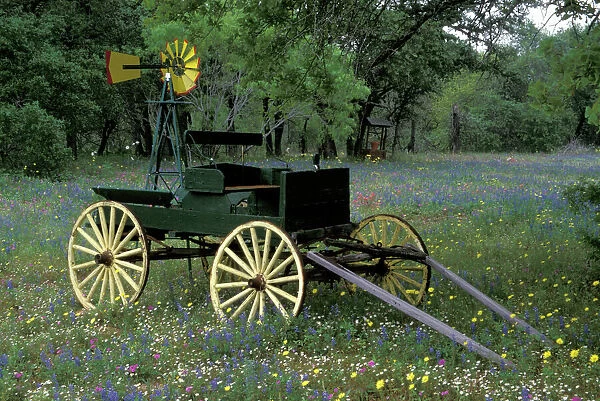 N. A. USA, Texas, Devine, Old wagon and wildflowers