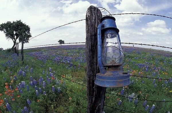 N. A. USA, Texas, Llano, Blue Lantern, Oak tree and Wildflowers
