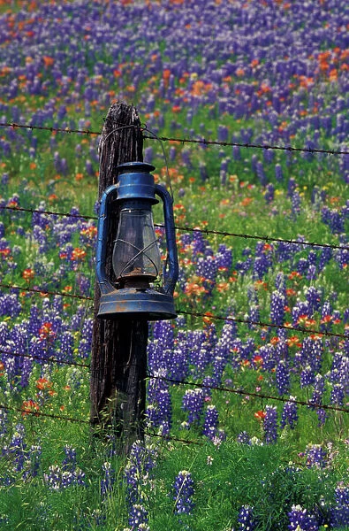 N. A. USA, Texas, Llano, Blue Lantern and field of bluebonnets