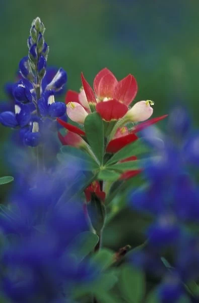 N. A. USA, Texas, Lytle, Paintbrush and Bluebonnets