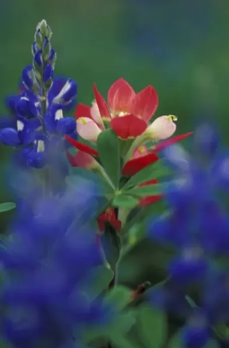 Framed Print : N. A. USA, Texas, Lytle, Paintbrush and Bluebonnets