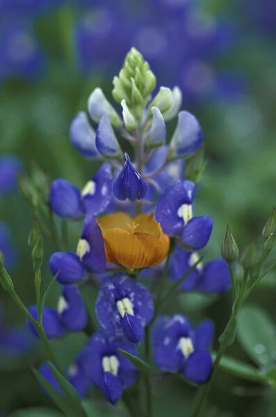 N. A. USA, Texas, Moore Yellow Flax and Bluebonnets