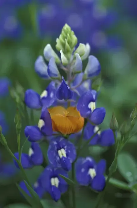 Framed Print : N. A. USA, Texas, Moore Yellow Flax and Bluebonnets Framed Print : N. A. USA, Texas, Moore Yellow Flax and Bluebonnets