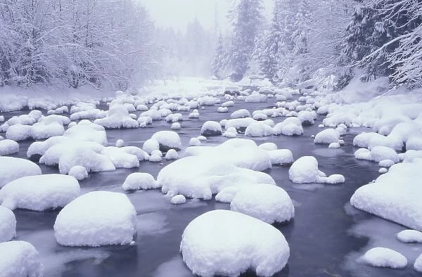 N. A. USA, Washington, Cascade Mountains, Fresh snow along Denny Creek