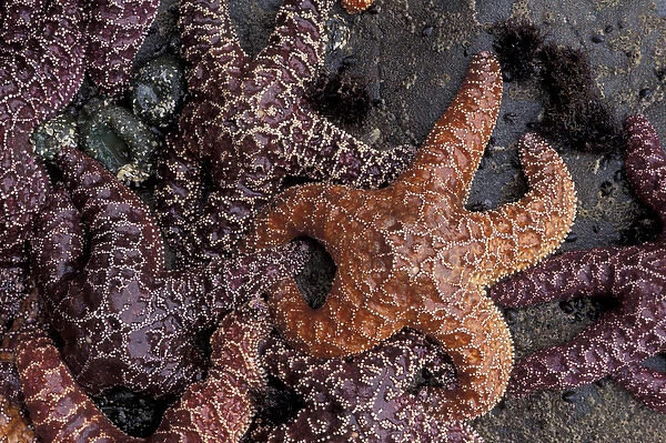 N. A. USA, Washington, LaPush. Sea stars at low tide, Second Beach