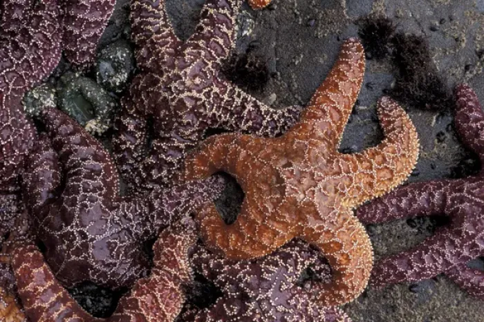 Framed Print : N. A. USA, Washington, LaPush. Sea stars at low tide, Second Beach