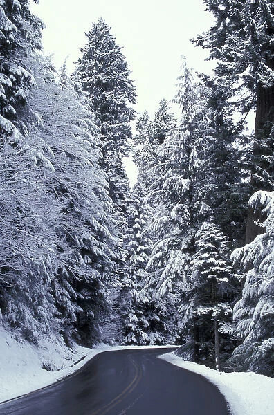 N. A. USA, Washington, Mt. Rainier Nat l Park Road to Paradise with snow