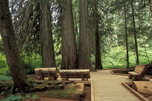 N. A. USA, Washington, Mt. Rainier Nat l Park Western Red Cedars with trail