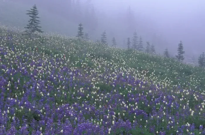 Framed Print : N. A. USA, Washington, Mt. Rainier Nat l Park Lupine and Bistort meadow in Framed Print : N. A. USA, Washington, Mt. Rainier Nat l Park Lupine and Bistort meadow in