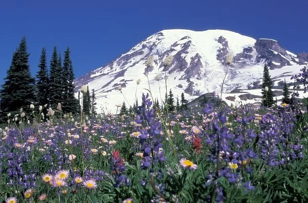 N. A. USA, Washington Mt. Rainier and wildflowers