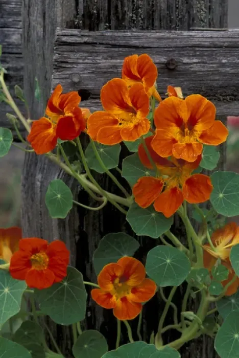 Framed Print : N. A. USA, Washington Nasturtium flowers on wooden fence Framed Print : N. A. USA, Washington Nasturtium flowers on wooden fence