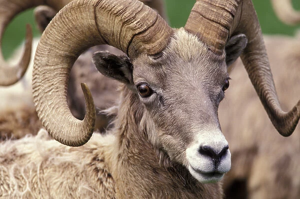 N. A. USA, Washington, Northwest Trek wildlife park, Eatonville. Bighorn sheep