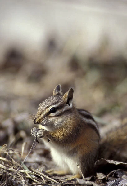N. A. USA, Washington, Okanogan County, Methow valley. Ground squirrel