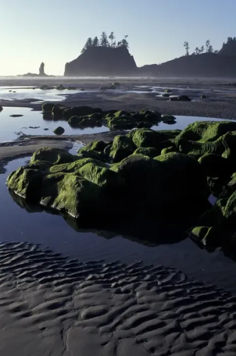 Framed Print : N. A. USA, Washington, Olympic Nat l Park, LaPush Second Beach, Algae covered rocks