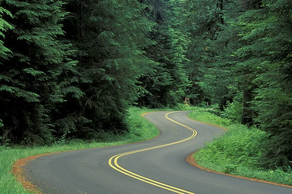 N. A, USA, Washington, Olympic Nat l Park Road winding through forest