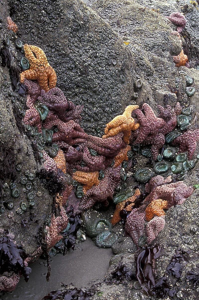 N. A. USA, Washington, Olympic Nat l Park Sea Stars and Sea Anemones at low tide