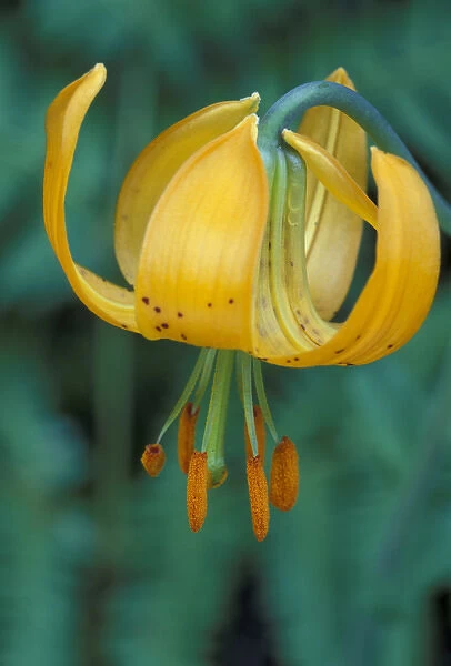 N. A. USA, Washington, Olympic Nat l Park Tiger Lily (Lilium columbianum)