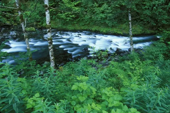 Framed Print : N. A. USA, Washington, Olympic National Park Mountain Stream Framed Print : N. A. USA, Washington, Olympic National Park Mountain Stream