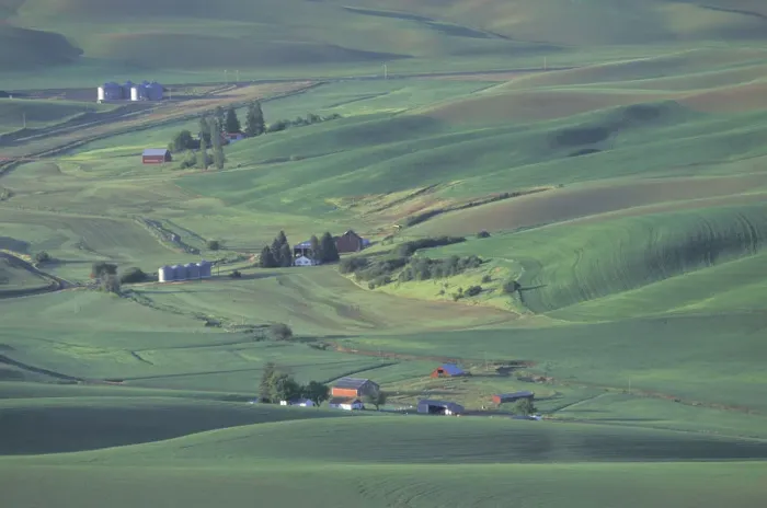 Framed Print : N. A. USA, Washington, Palouse farming region, near Colfax Contour farming Framed Print : N. A. USA, Washington, Palouse farming region, near Colfax Contour farming
