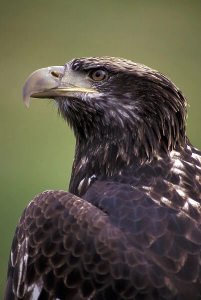 N. A. USA, Washington, Seattle. Woodland Park Zoo. Immature bald eagle (Haliaeetus