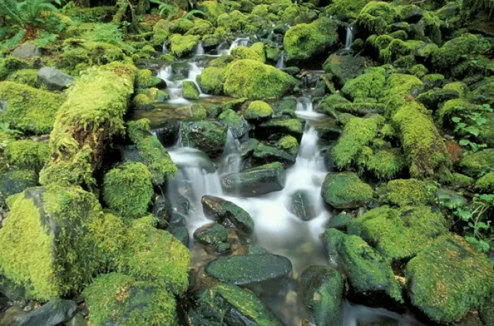 Framed Print : N. A. USA, Washington, Sole Duc, Olympic Nat l Park Small stream in rainforest