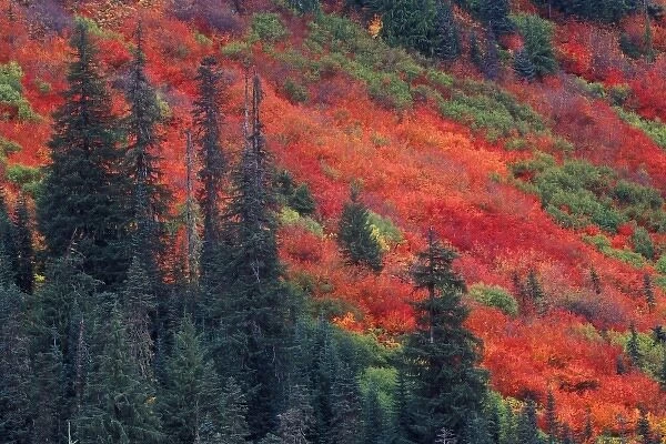 N. A. USA, Washington, Wenatchee National Forest, Stevens Pass, Autumn Color