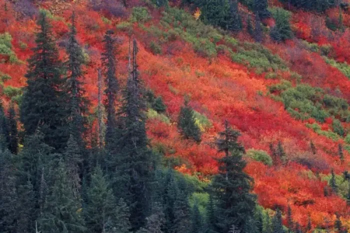 Framed Print : N. A. USA, Washington, Wenatchee National Forest, Stevens Pass, Autumn Color Framed Print : N. A. USA, Washington, Wenatchee National Forest, Stevens Pass, Autumn Color