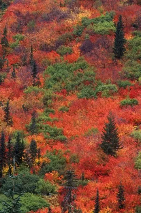 Framed Print : N. A. USA, Washington, Wenatchee National Forest, Stevens Pass, Autumn Color Framed Print : N. A. USA, Washington, Wenatchee National Forest, Stevens Pass, Autumn Color
