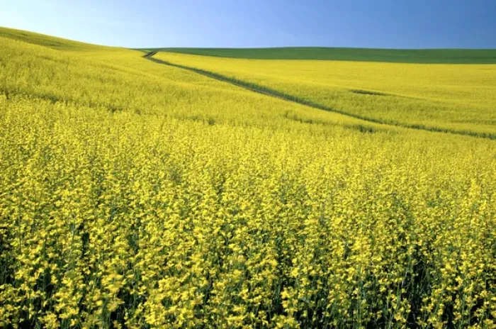 Framed Print : N. A. USA, Washington, Whitman County. Tracks running thru Canola fields