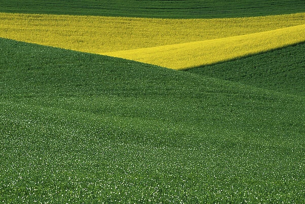 N. A. USA, Washington, Whitman County. Patterns of canola and wheatfields in the Palouse