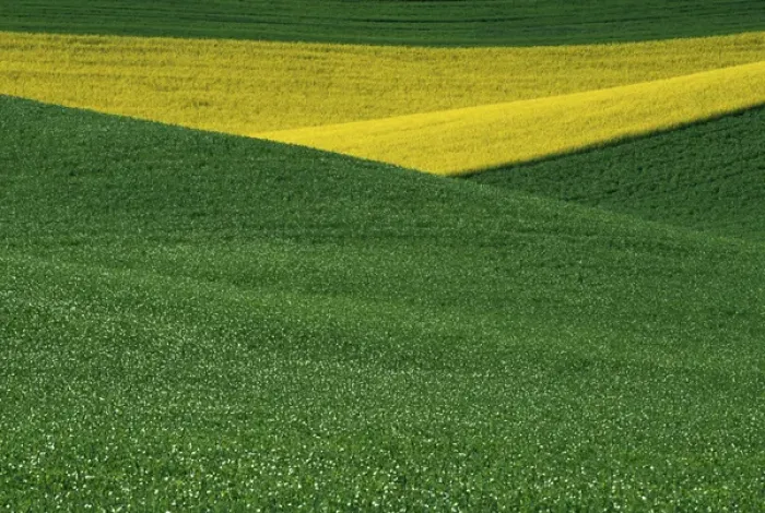 Framed Print : N. A. USA, Washington, Whitman County. Patterns of canola and wheatfields in the Palouse Framed Print : N. A. USA, Washington, Whitman County. Patterns of canola and wheatfields in the Palouse