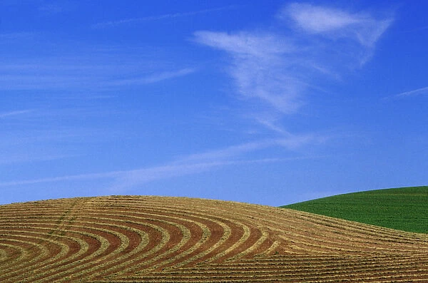 N. A. USA, Washington, Whitman County. Cut hayfield and wheat in the Palouse
