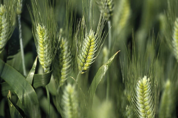 N. A. USA, Washington, Whitman County. Closeup of wheat stalks