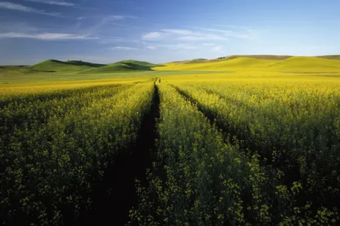 Framed Print : N. A. USA, Washington, Whitman County. Tracks thru fields of canola