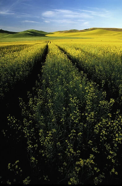 N. A. USA, Washington, Whitman County. Tracks thru fields of canola