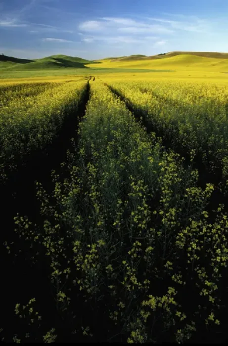 Framed Print : N. A. USA, Washington, Whitman County. Tracks thru fields of canola Framed Print : N. A. USA, Washington, Whitman County. Tracks thru fields of canola