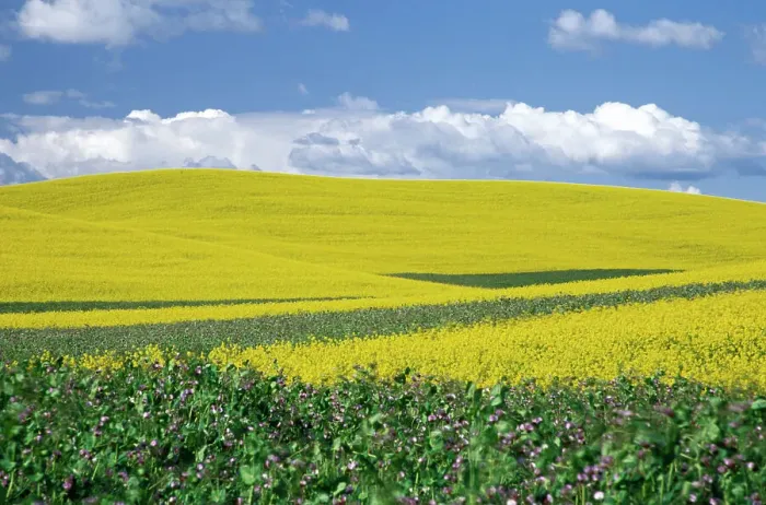 Framed Print : N. A. USA, Washington, Whitman County. Canola fields in the Palouse Framed Print : N. A. USA, Washington, Whitman County. Canola fields in the Palouse