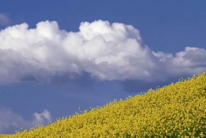 Framed Print : N. A. USA, Washington, Whitman County. Canola fields in the Palouse
