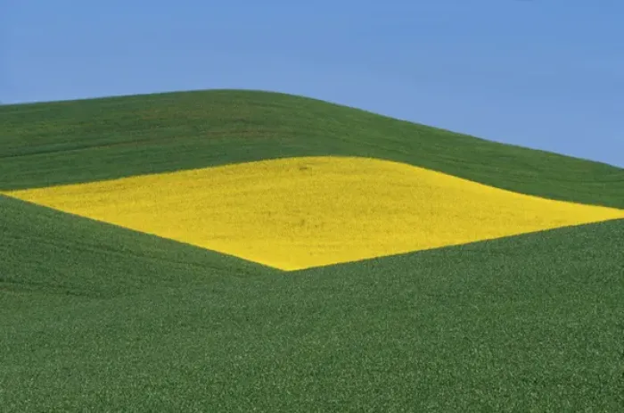 Framed Print : N. A. USA, Washington, Whitman County. Patterns of canola and wheatfields in the Palouse Framed Print : N. A. USA, Washington, Whitman County. Patterns of canola and wheatfields in the Palouse