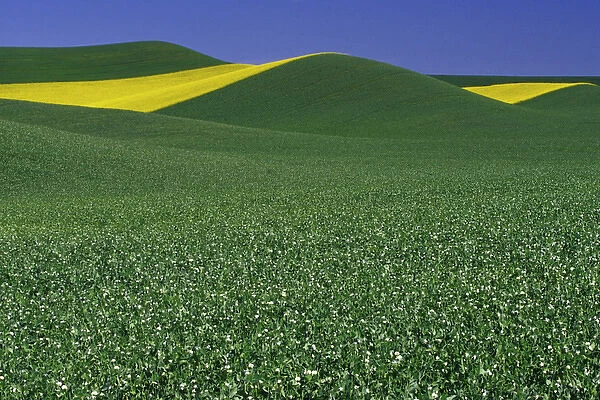N. A. USA, Washington, Whitman County. Patterns of canola and wheatfields in the Palouse